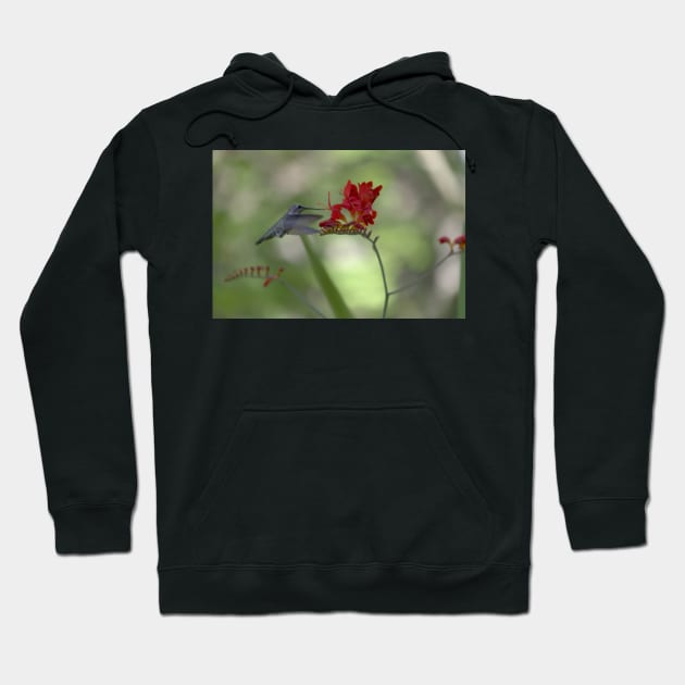 850_5917 Hoodie by wgcosby